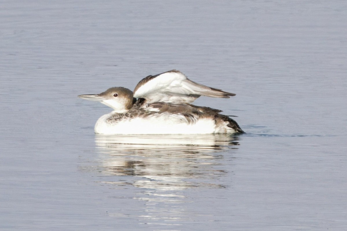 Common Loon - Gina Foster