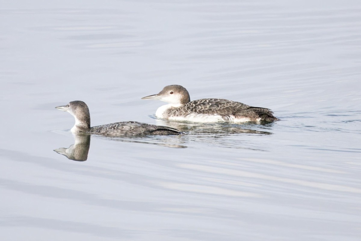 Common Loon - ML613150844