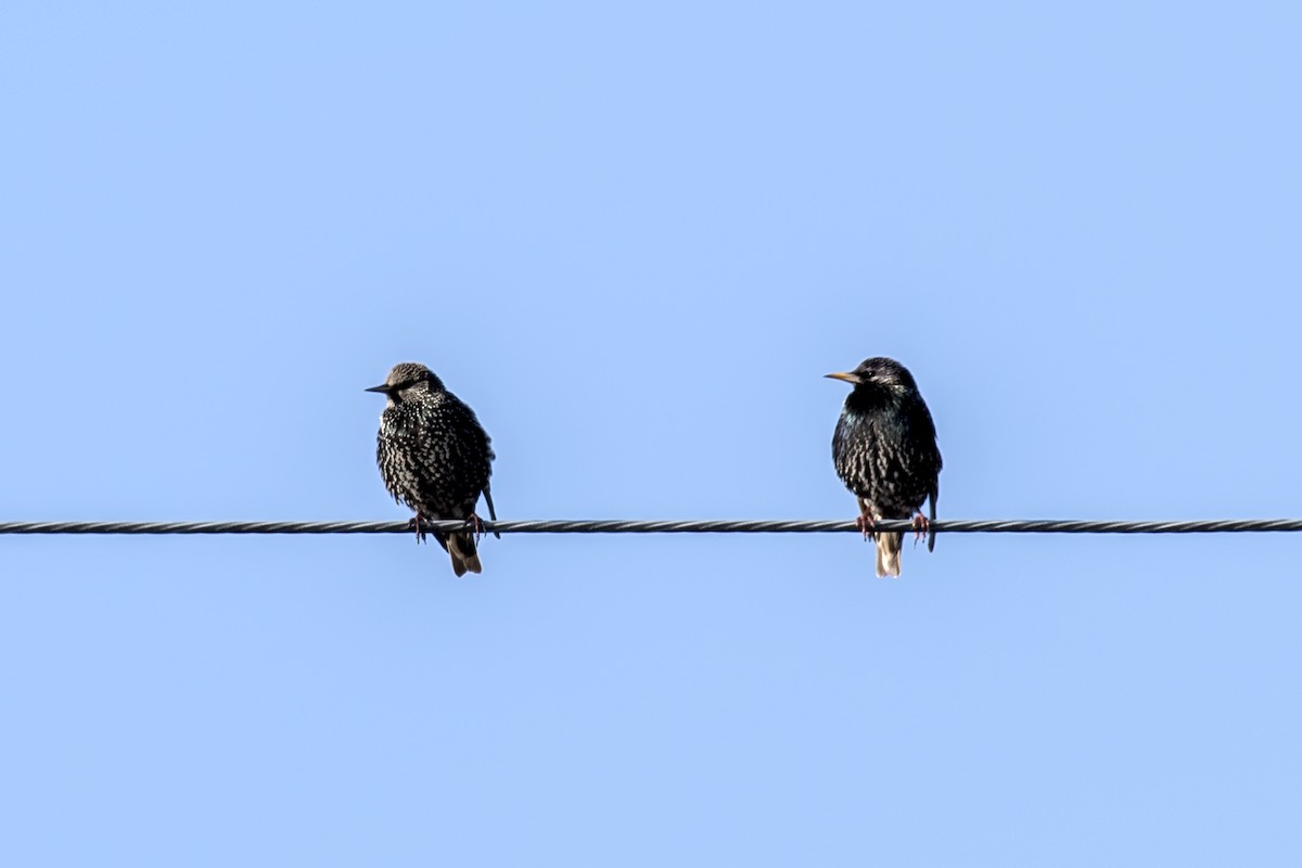 European Starling - ML613150864