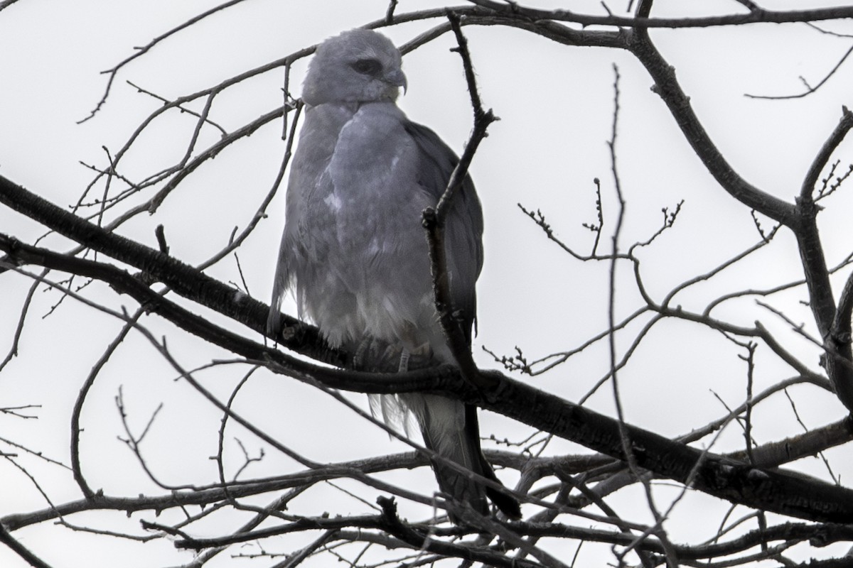 Mississippi Kite - ML613150950