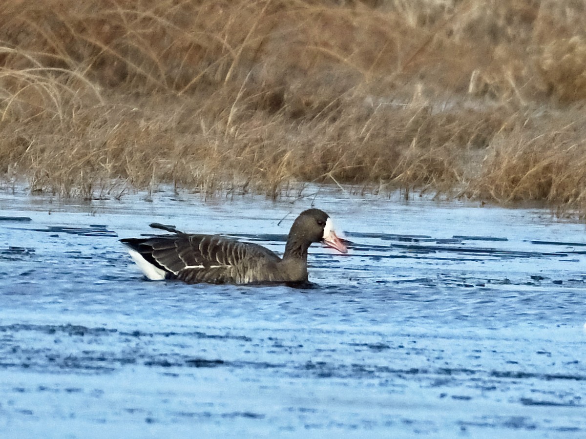 Greater White-fronted Goose - Tess  Nelkie