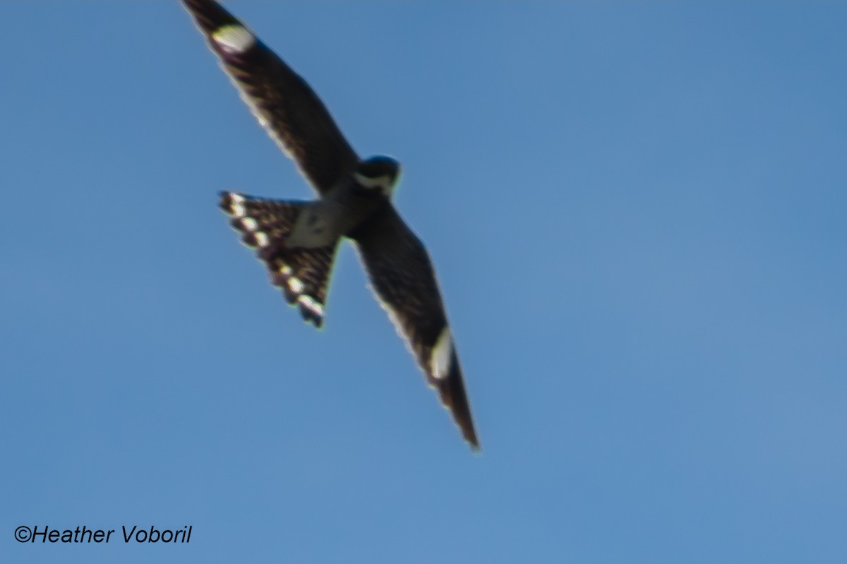 Common Nighthawk - ML613150999