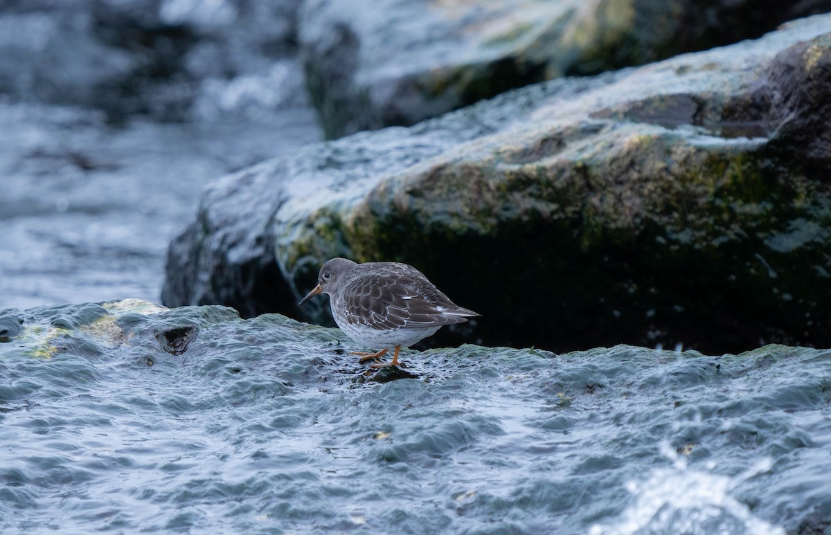 Purple Sandpiper - ML613151007