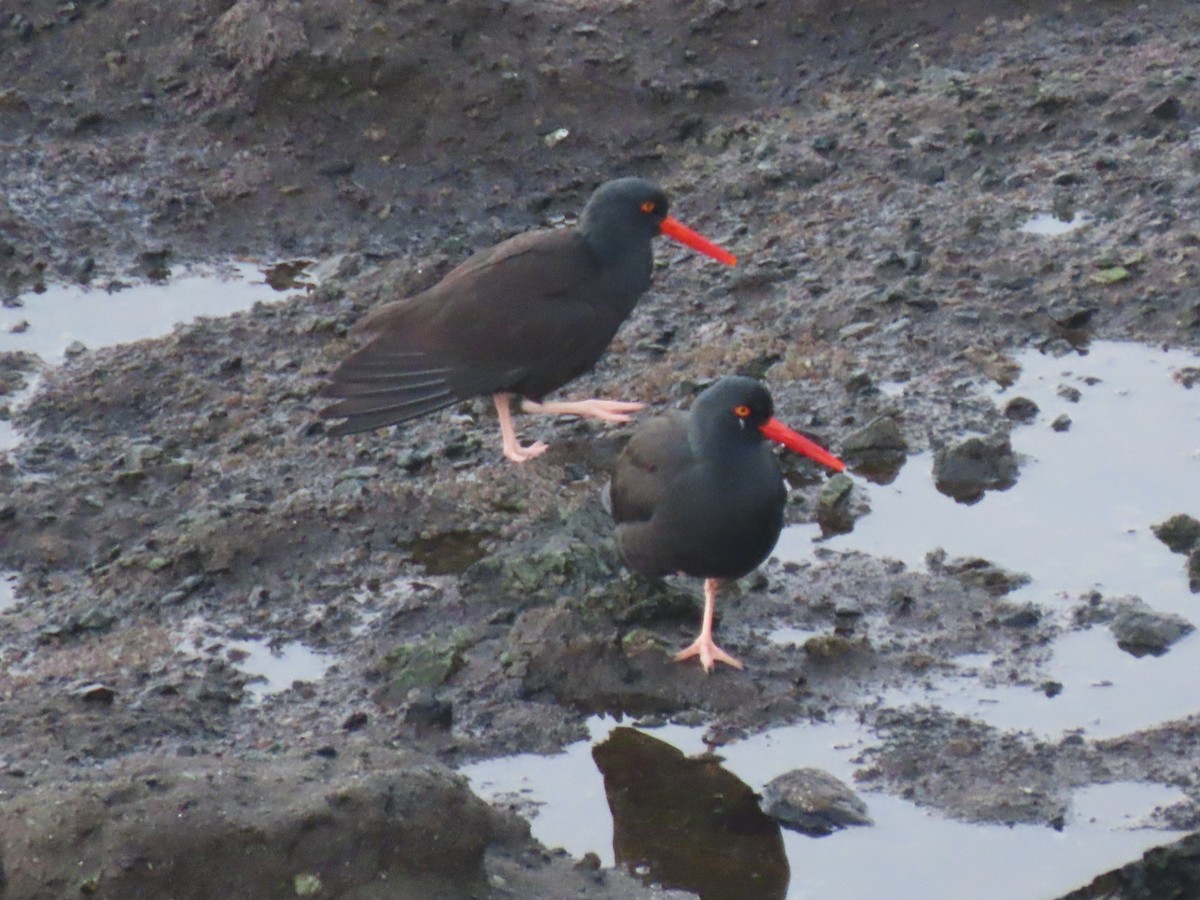 Black Oystercatcher - ML613151010