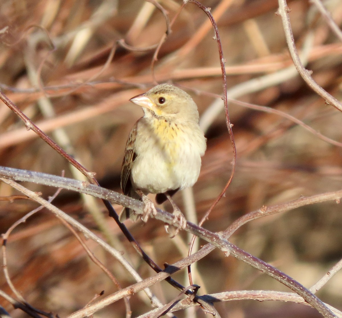 Dickcissel - ML613151035