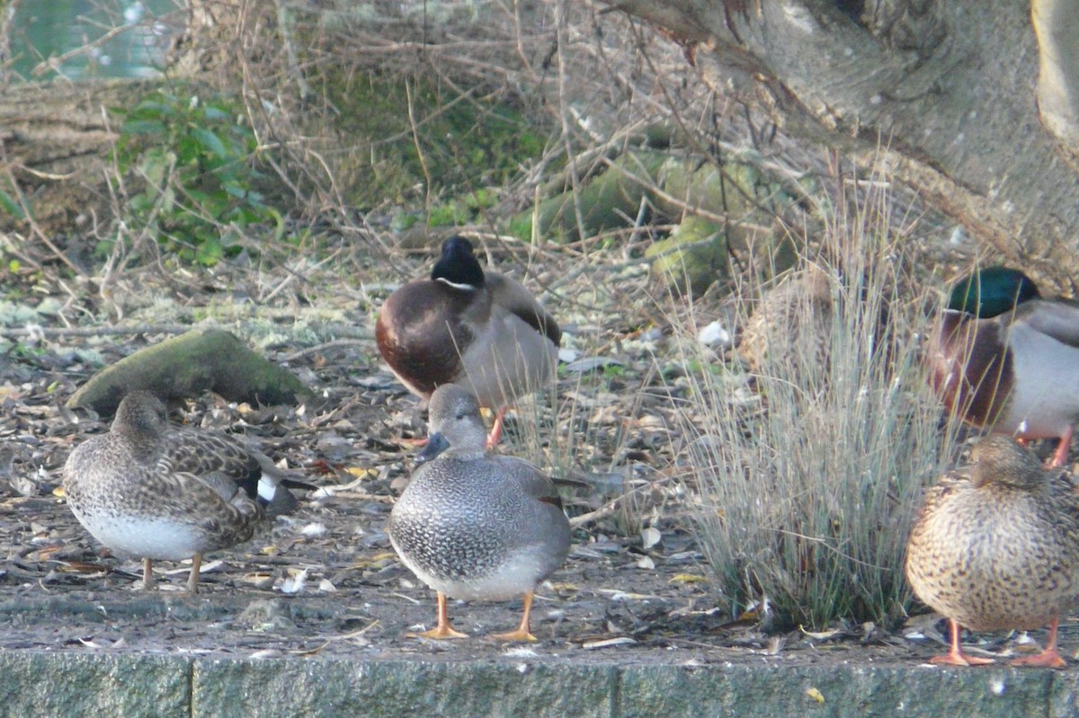 Gadwall - ML613151053