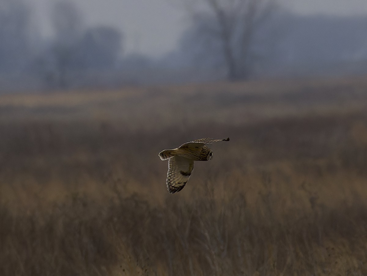 Short-eared Owl - Yasushi Nakagawa