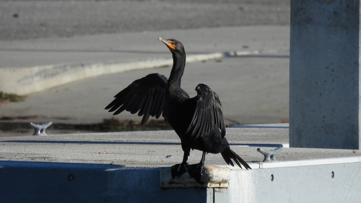 Cormoran à aigrettes - ML613151099