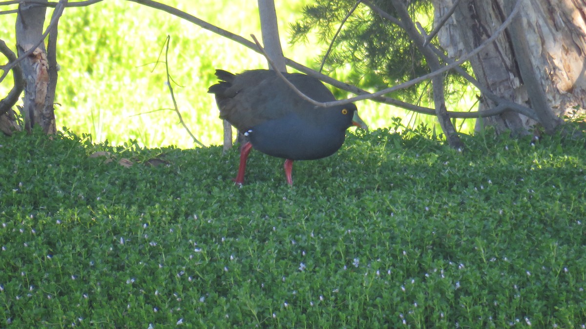 Black-tailed Nativehen - Sujan Henkanaththegedara