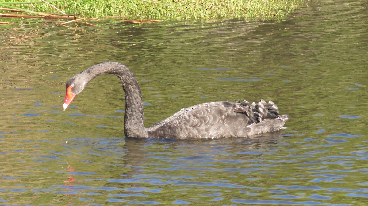 Black Swan - ML613151105