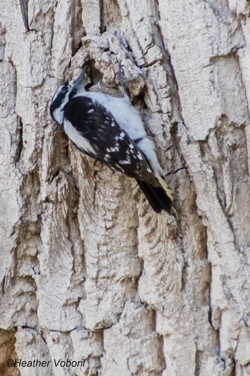 Hairy Woodpecker - ML613151135