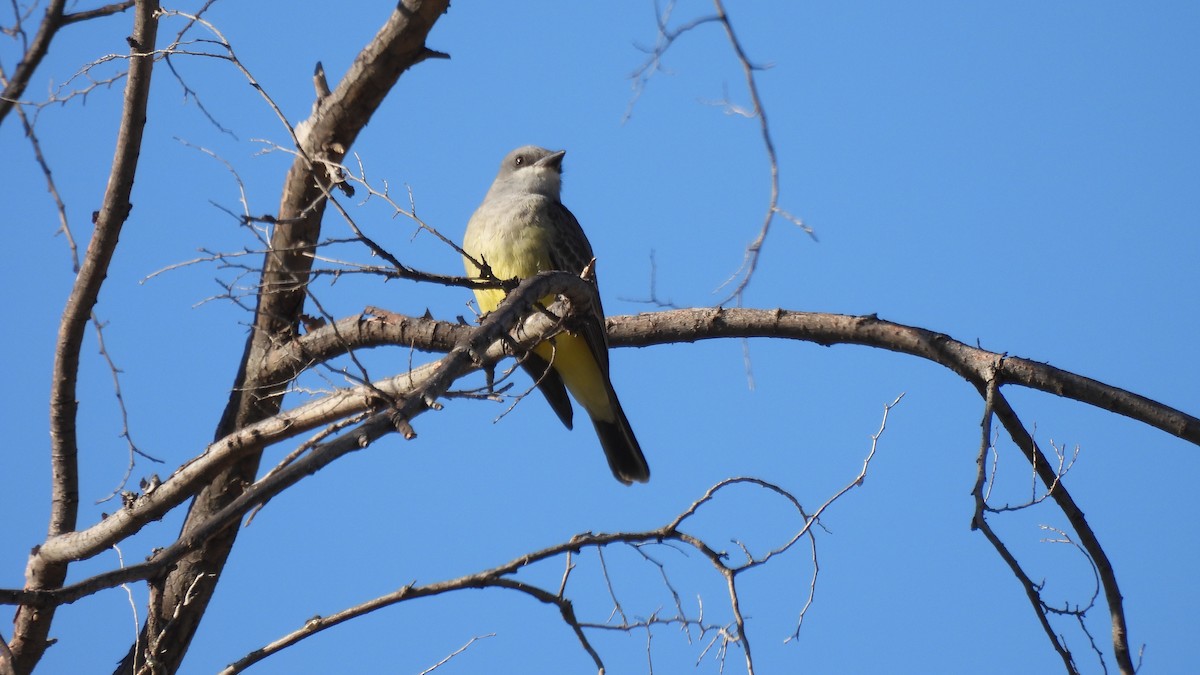 Cassin's Kingbird - ML613151154