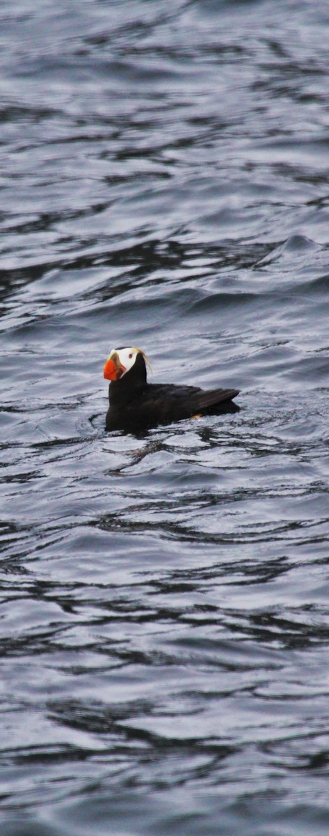 Tufted Puffin - Todd Green