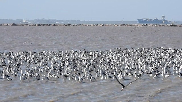 Avocette d'Amérique - ML613151298