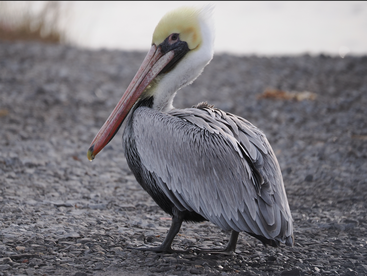 pelikán hnědý - ML613151479