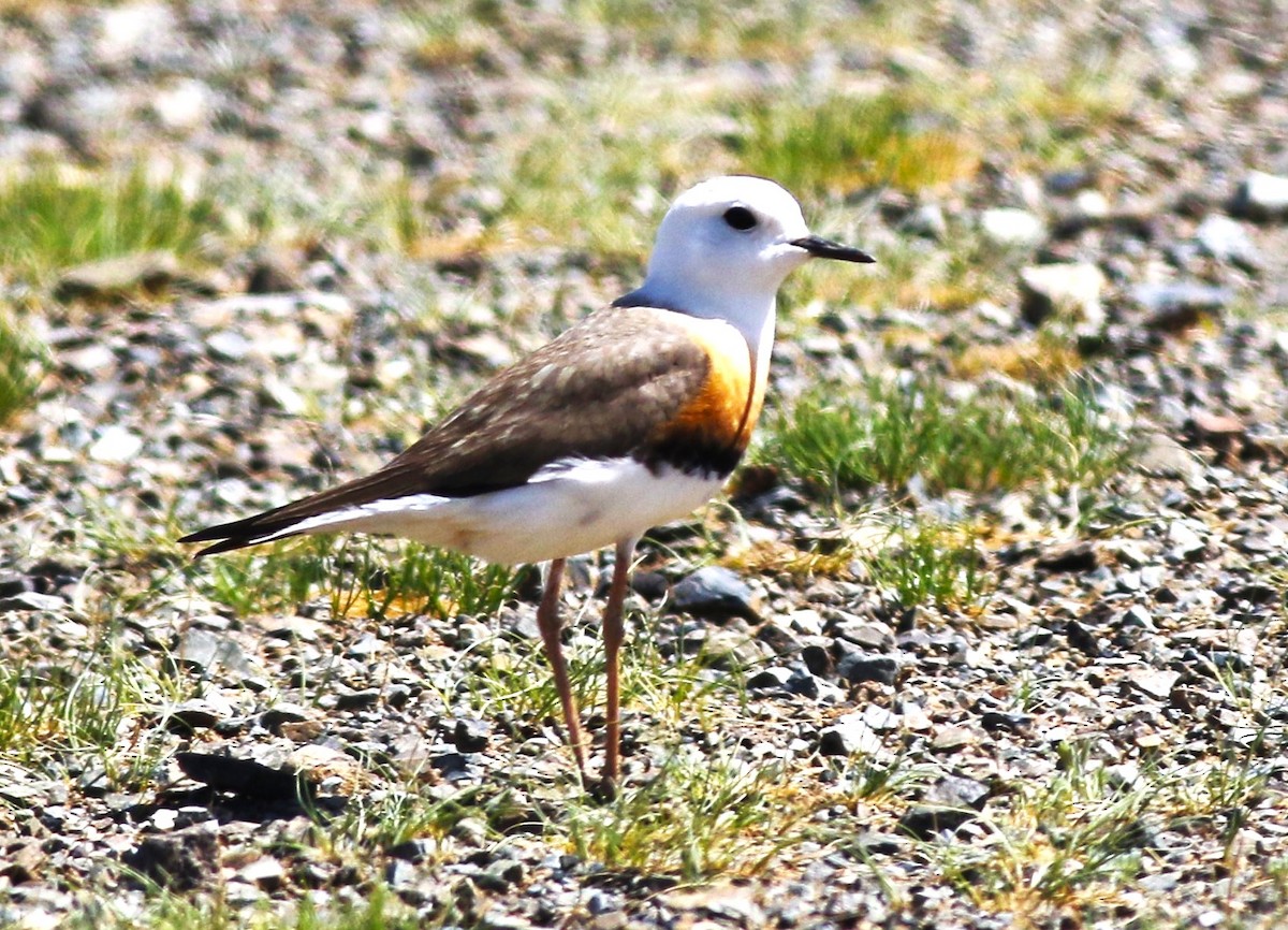 Oriental Plover - ML613151520