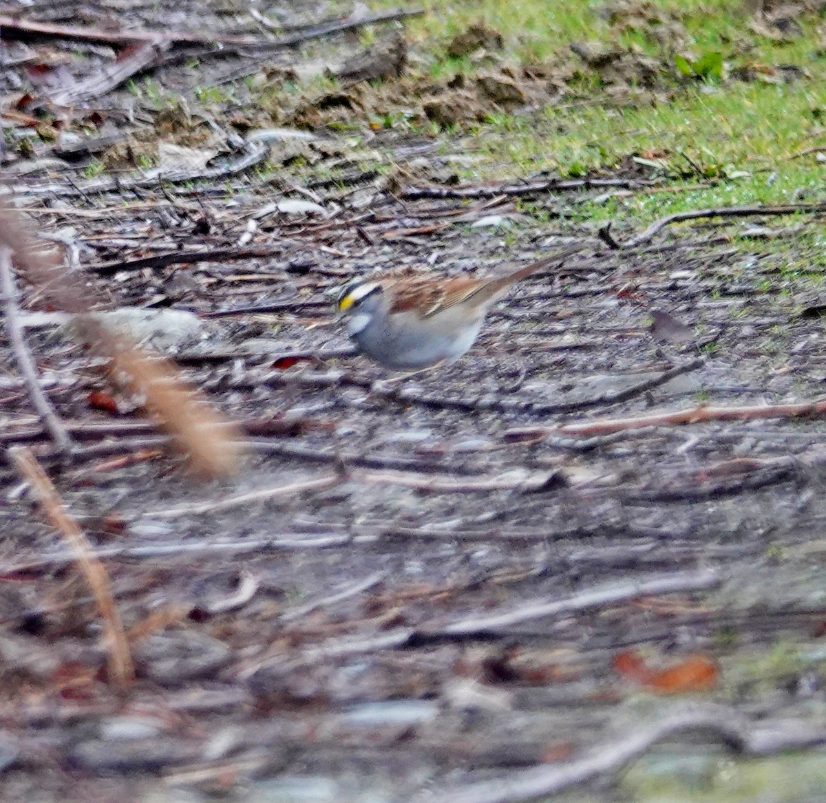 White-throated Sparrow - ML613151530