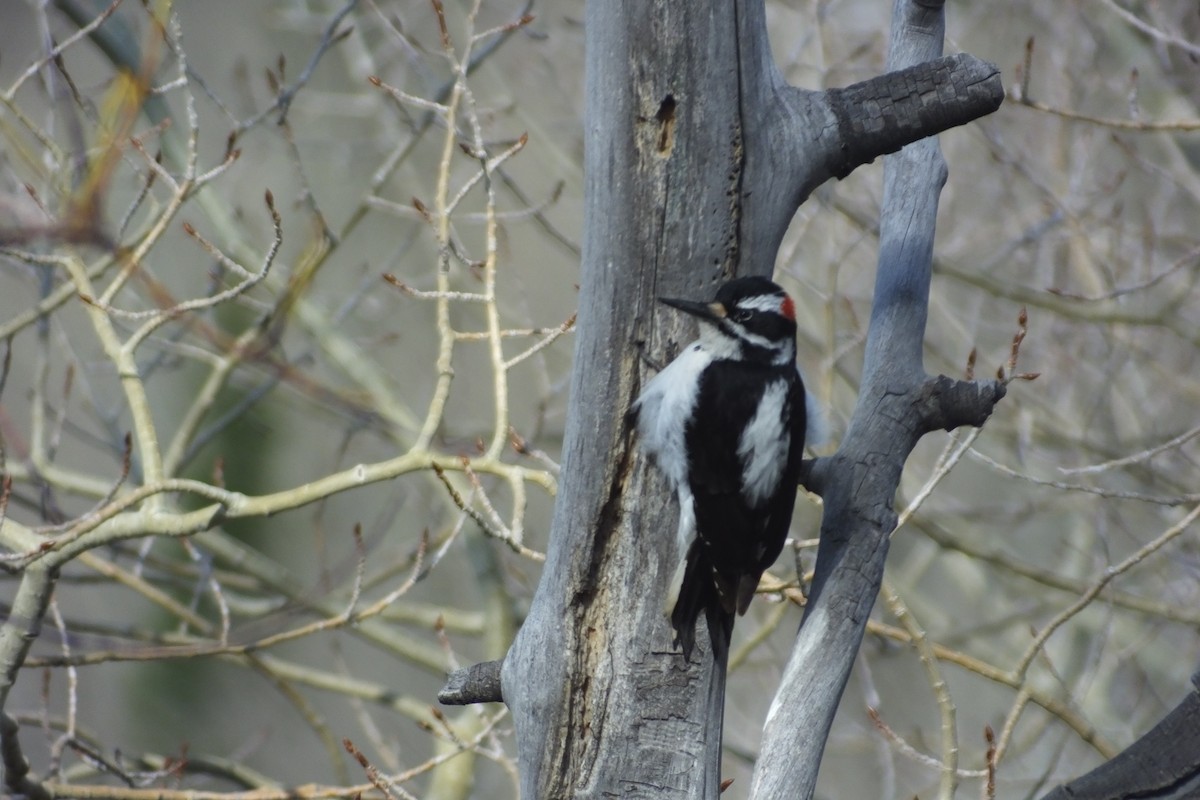 Hairy Woodpecker - Dave Hanscom