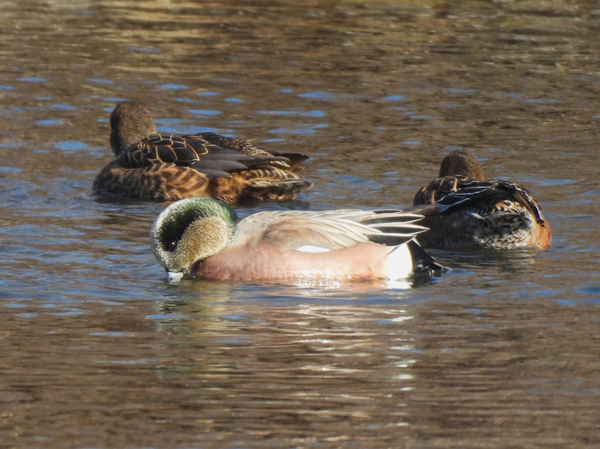 American Wigeon - ML613151639