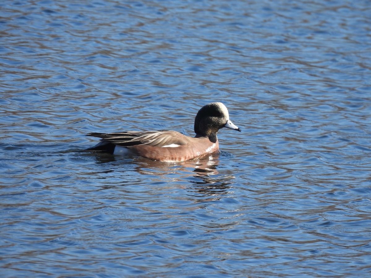 American Wigeon - ML613151641