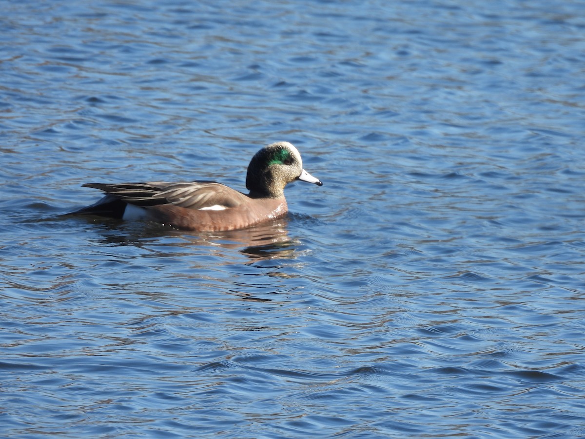 American Wigeon - Jennifer Wilson-Pines