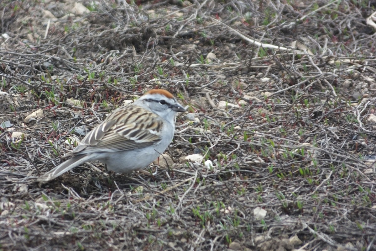 Chipping Sparrow - Dave Hanscom