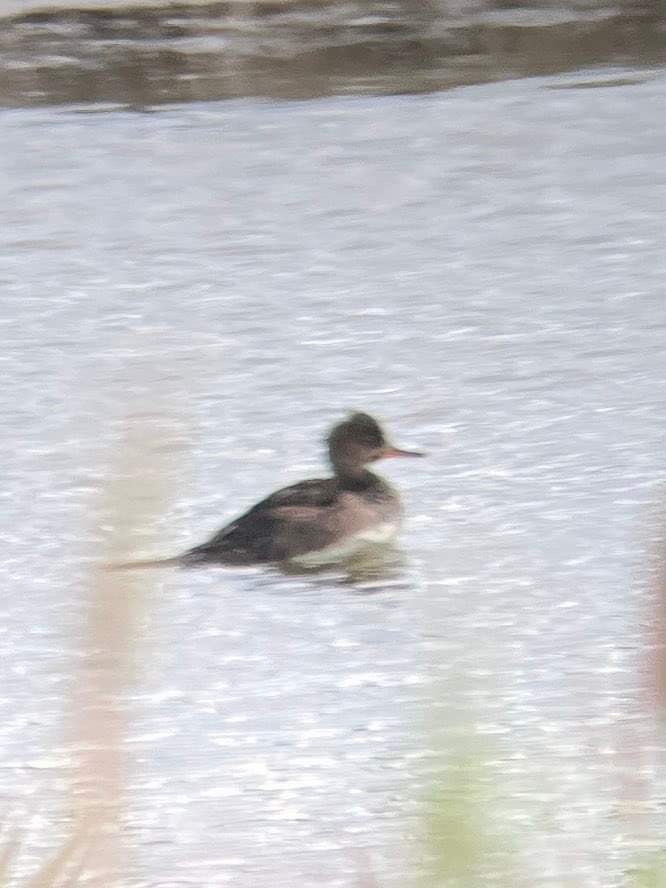 Hooded Merganser - ML613151684