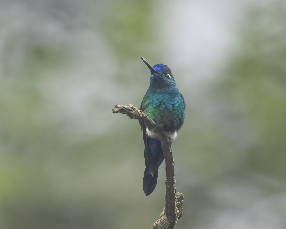 Blue-capped Puffleg - ML613151775