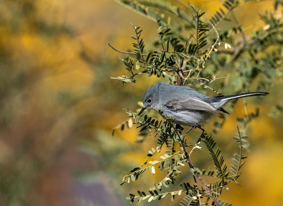 Black-tailed Gnatcatcher - ML613151777