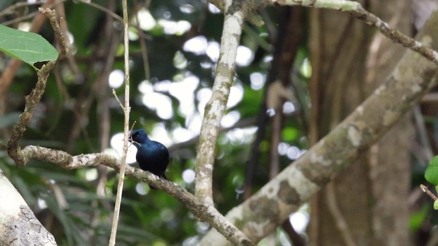 Shining Flycatcher - ML613151778