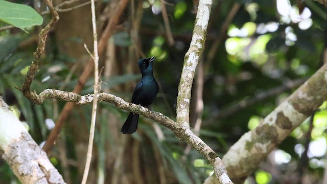 Shining Flycatcher - ML613151779