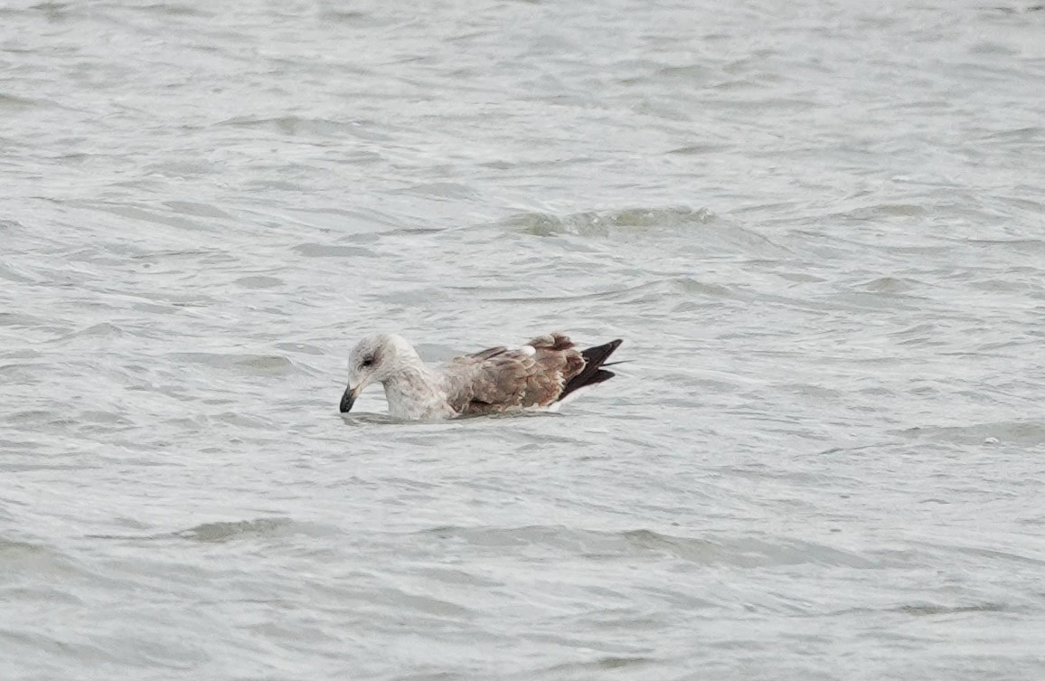 Yellow-footed Gull - ML613151911