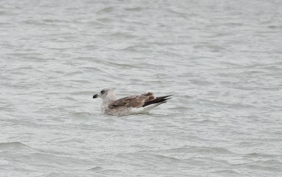 Yellow-footed Gull - ML613151912