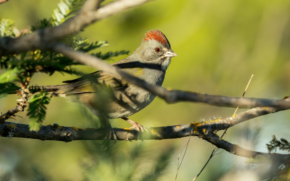 Green-tailed Towhee - Connor Cochrane