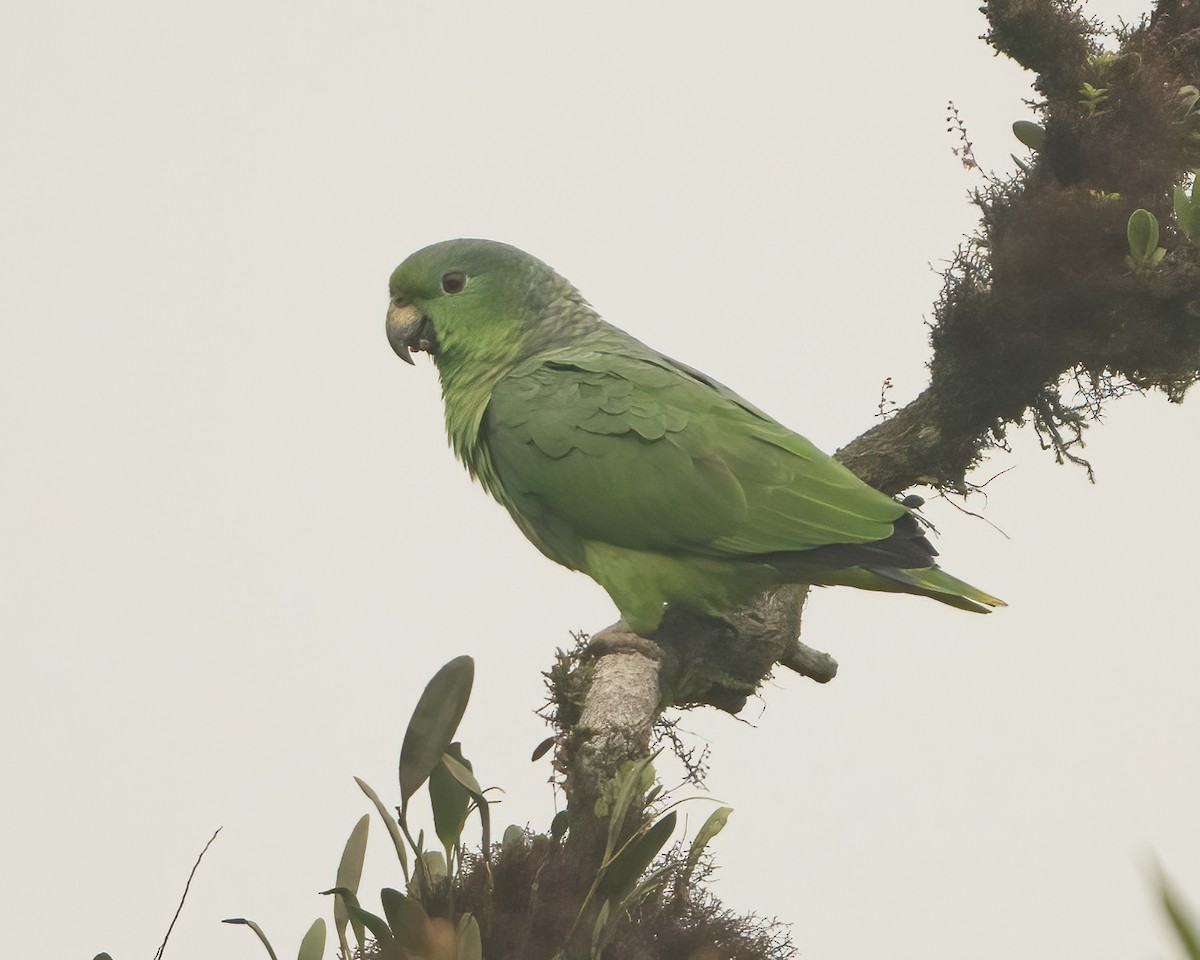 ネズミエリボウシインコ - ML613151943