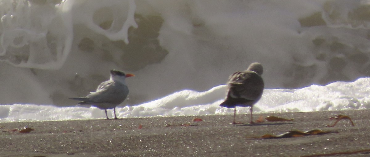 Royal Tern - ML613151997