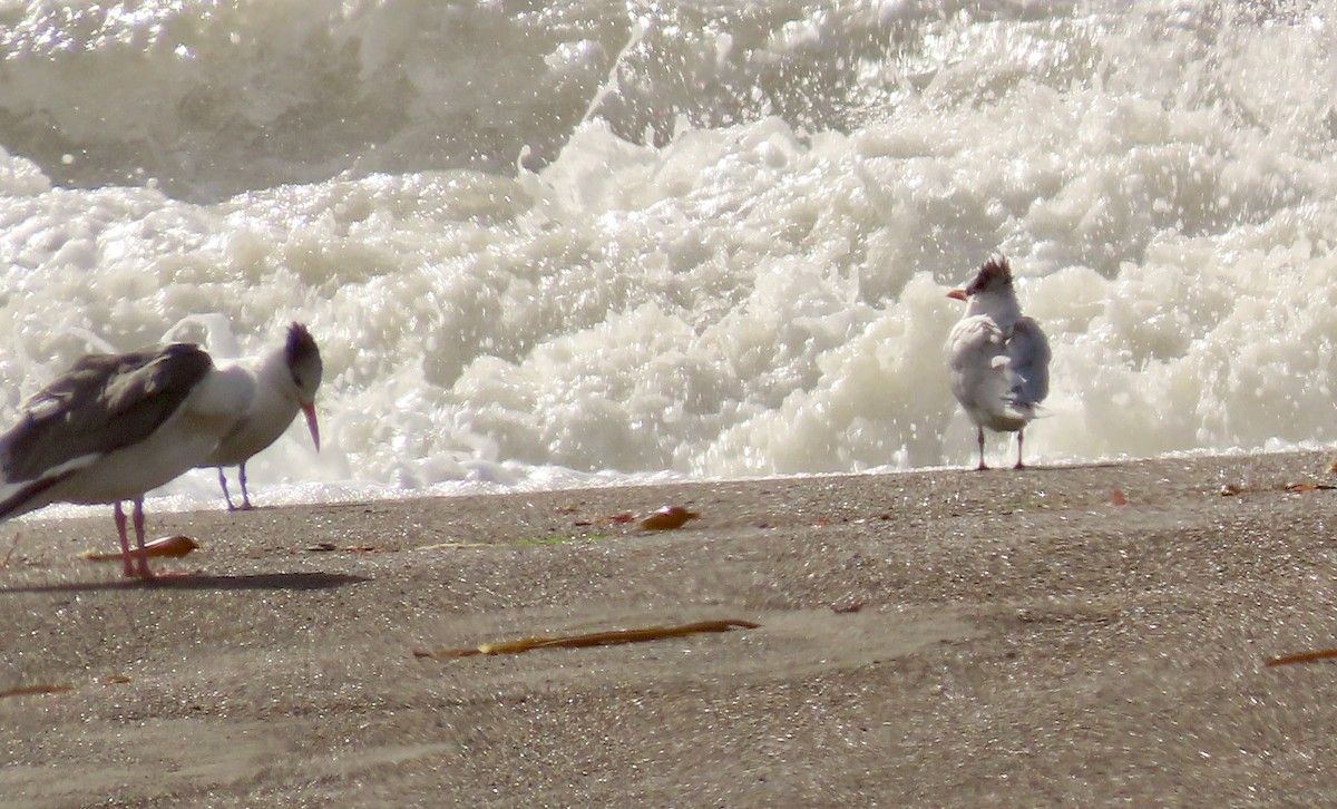 Royal Tern - ML613152000