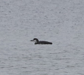 Common Loon - ML613152056