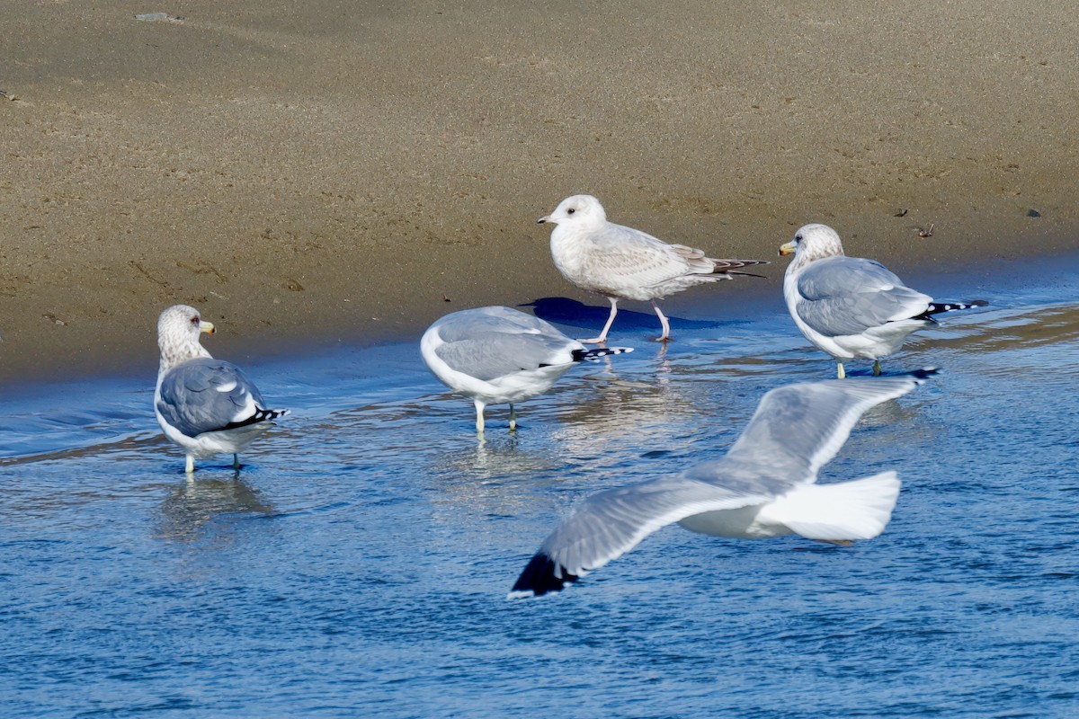 Short-billed Gull - ML613152080