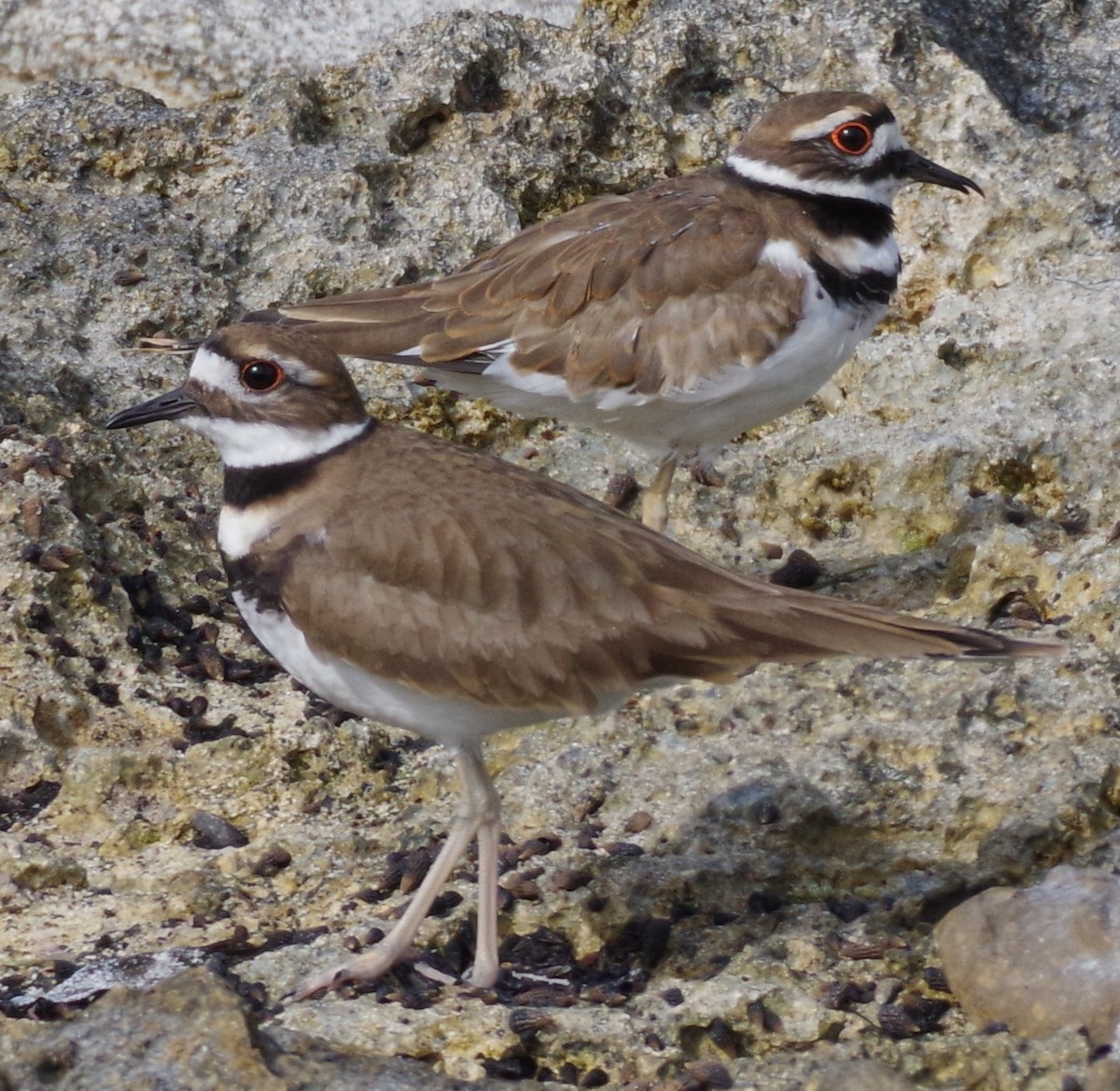 Killdeer - ML613152086