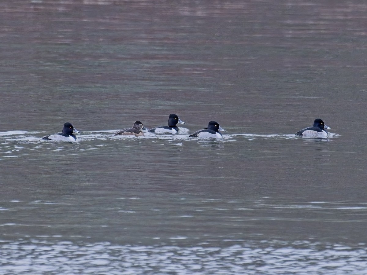 Ring-necked Duck - ML613152098