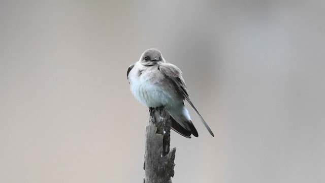 Northern Rough-winged Swallow - ML613152113