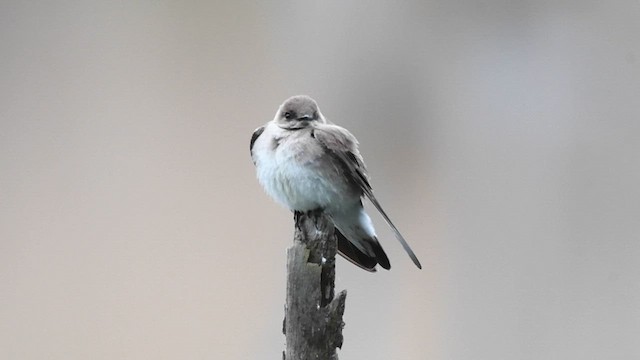 Golondrina Aserrada - ML613152113