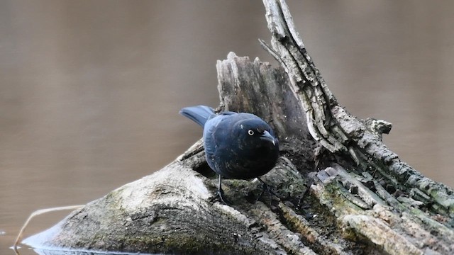 Rusty Blackbird - ML613152117