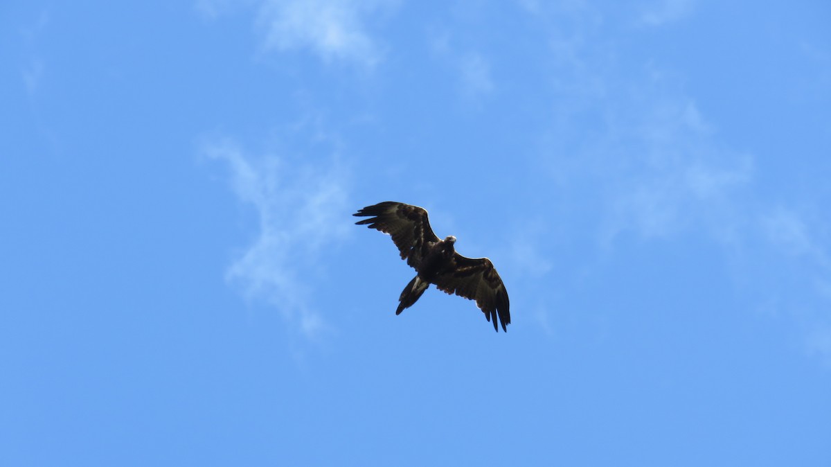 Wedge-tailed Eagle - ML613152214