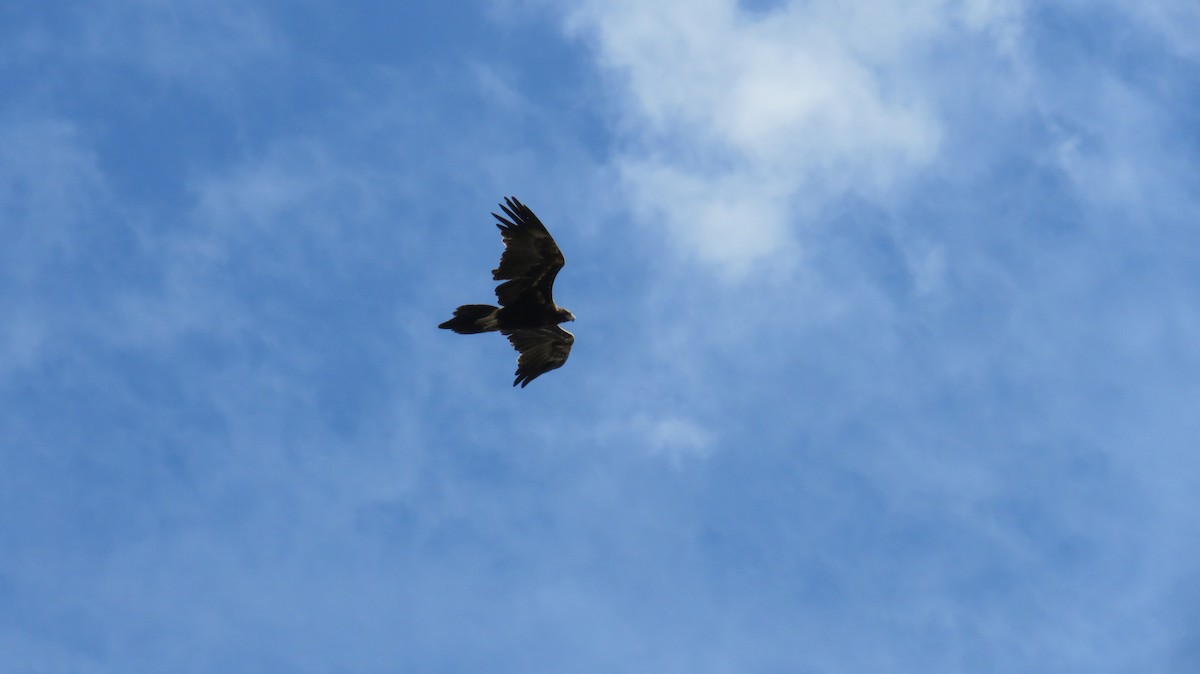 Wedge-tailed Eagle - ML613152215