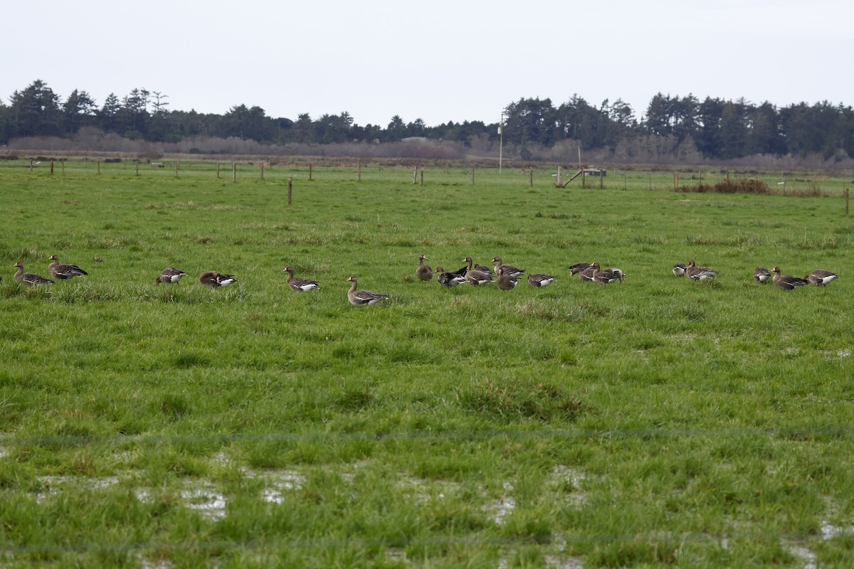 Greater White-fronted Goose - ML613152228