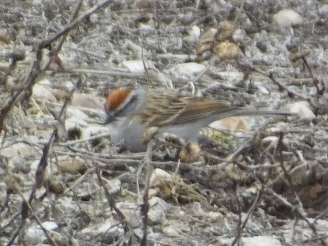 Chipping Sparrow - ML613152246