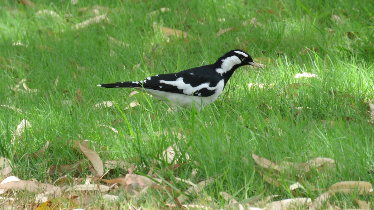 Magpie-lark - ML613152262