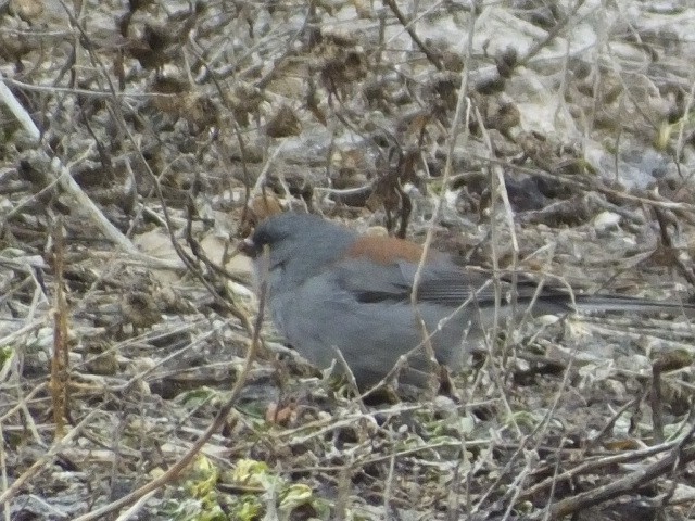 Junco ardoisé (caniceps) - ML613152265